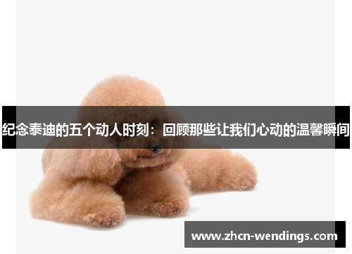 纪念泰迪的五个动人时刻：回顾那些让我们心动的温馨瞬间